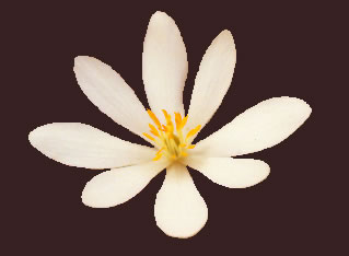 Sanguinaria s0052b